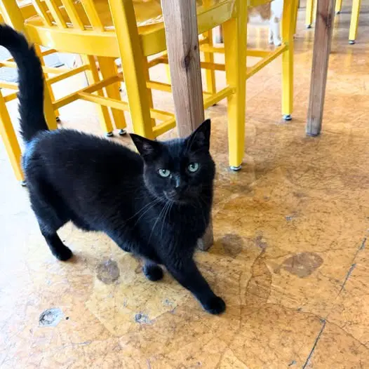 Gotham - Domestic Short Hair