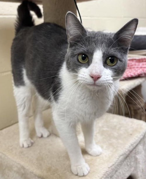 Miley, Young Domestic Short Hair / Mixed, cat for adoption in St. Peters, Missouri