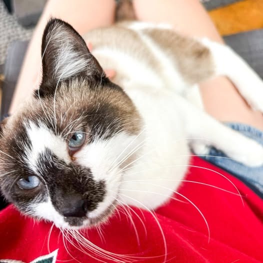 Cloud (Siamese Mix)