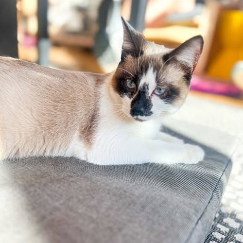Cloud (Siamese Mix), an adoptable Domestic Short Hair in St. Louis, MO