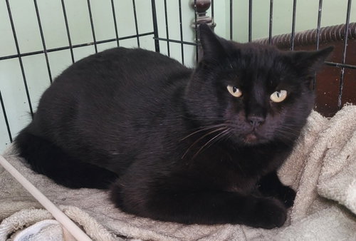 Binks, an adoptable Domestic Short Hair in St. Louis, MO