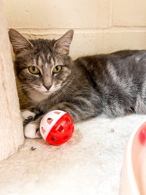 Gemina, an adoptable Domestic Short Hair in St. Louis, MO