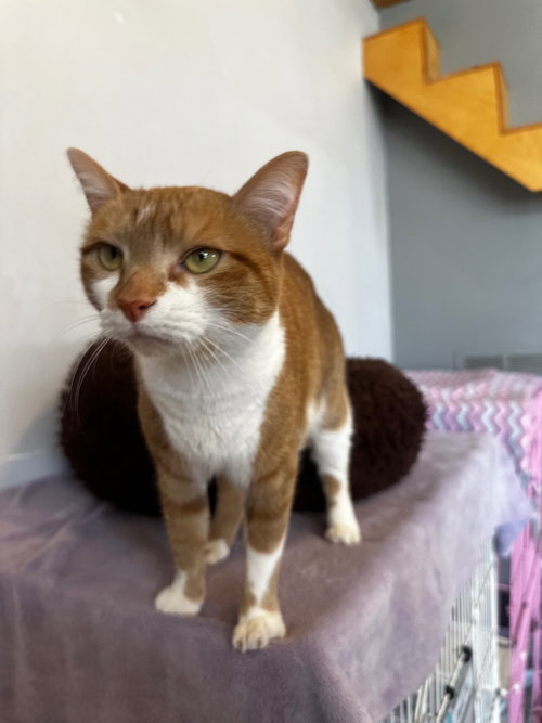 Emmy, an adoptable Domestic Short Hair in St. Louis, MO