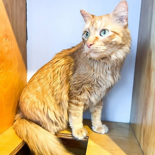 Oscar, an adoptable Domestic Medium Hair in St. Louis, MO