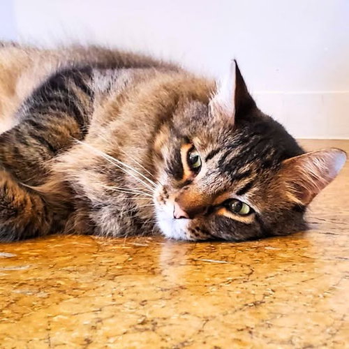 Sammy, an adoptable Domestic Long Hair in St. Louis, MO