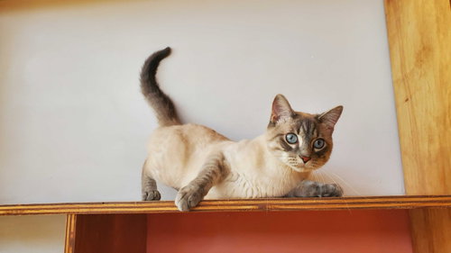 Seymour, Young Domestic Short Hair / Mixed, cat for adoption in St. Peters, Missouri