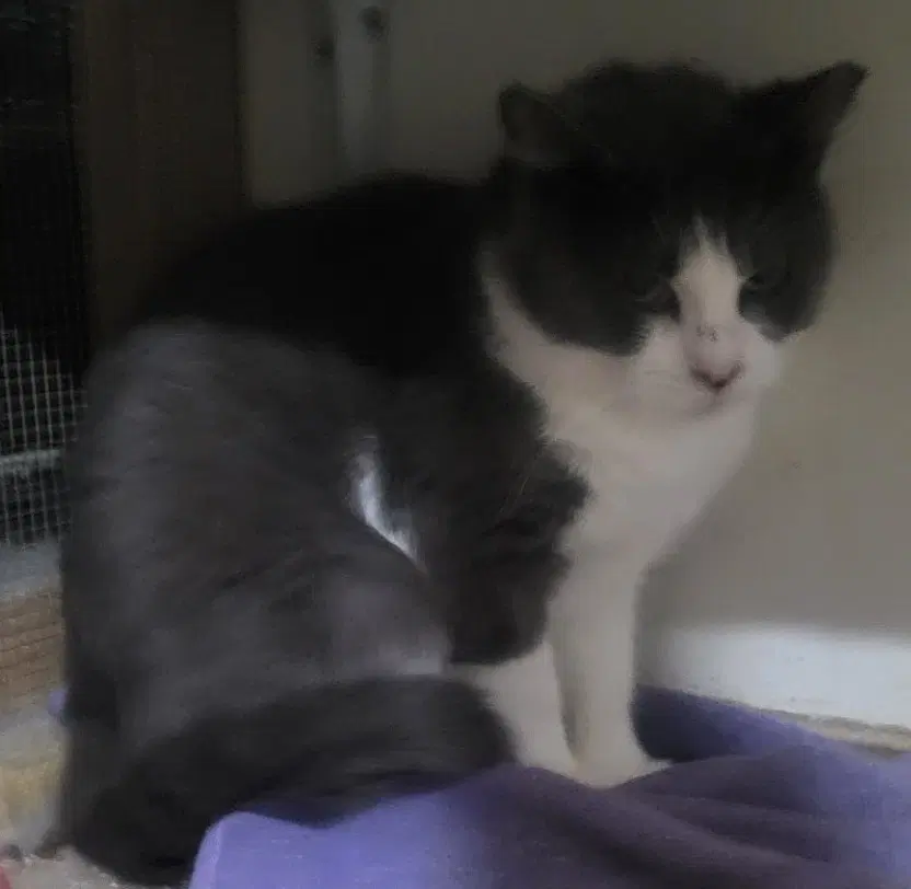 Carl - Domestic Short Hair