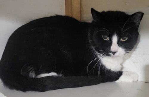 Charlie, Young Domestic Short Hair / Mixed, cat for adoption in St. Peters, Missouri