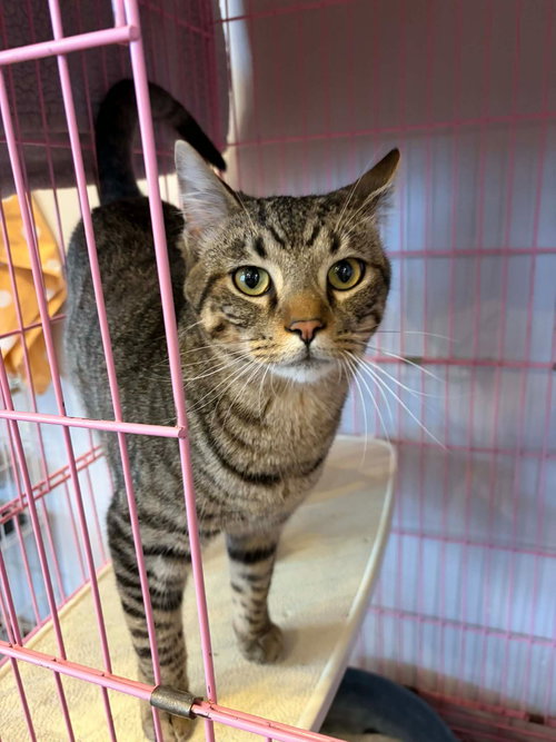 Aoda, Young Domestic Short Hair / Mixed, cat for adoption in St. Peters, Missouri