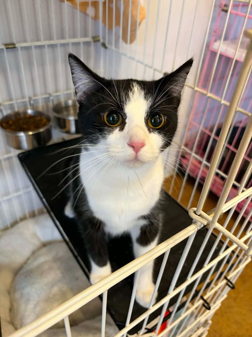 Bayonetta (Bonded with Screech), Young Domestic Short Hair / Mixed, cat for adoption in St. Peters, Missouri