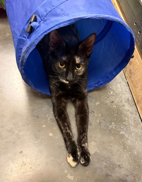 Hazel, Young Domestic Short Hair / Mixed, cat for adoption in St. Peters, Missouri