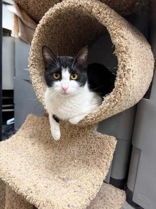Marinara, Adult Domestic Short Hair / Mixed, cat for adoption in St. Peters, Missouri