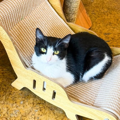 Marinara, Adult Domestic Short Hair / Mixed, cat for adoption in Chesterfield, Missouri