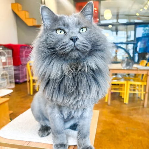 Touche, Adult Domestic Medium Hair / Mixed, cat for adoption in Chesterfield, Missouri