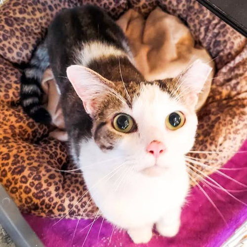 Donut, Adult Domestic Short Hair / Mixed, cat for adoption in Chesterfield, Missouri