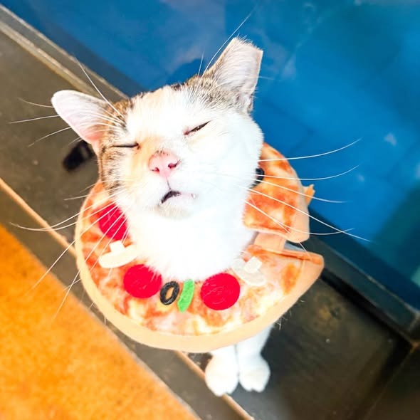 Donut