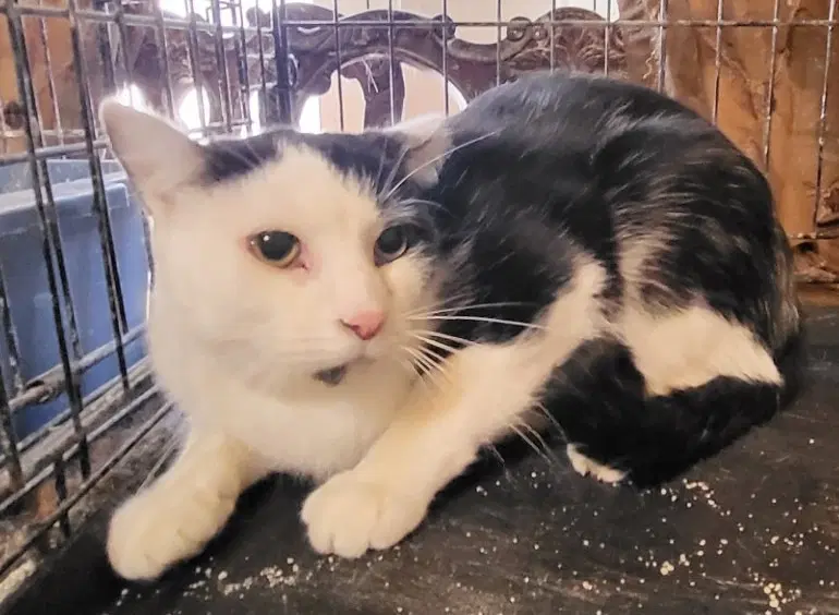 Mr Moo - Domestic Short Hair