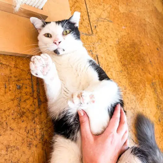 Mr Moo - Domestic Short Hair