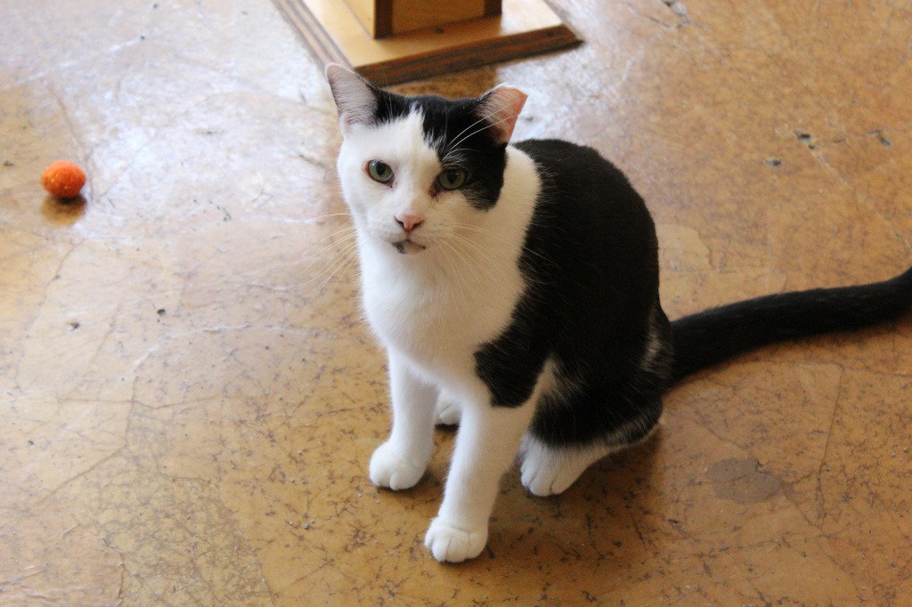 Mr Moo, photo 4