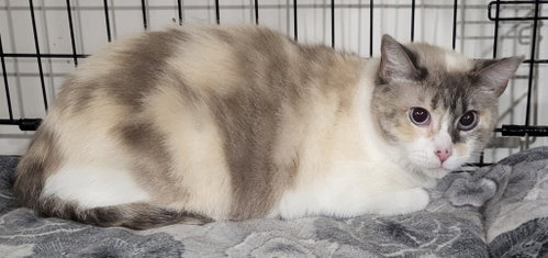Tina, Adult Domestic Short Hair / Mixed, cat for adoption in Chesterfield, Missouri
