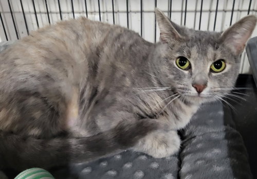 Florence, an adoptable Domestic Short Hair in St. Louis, MO