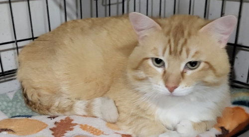 Leopold, an adoptable Domestic Medium Hair in St. Louis, MO