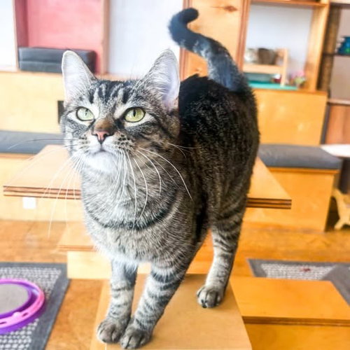 Wilhelmina, Young Domestic Short Hair / Mixed, cat for adoption in Belleville, Illinois