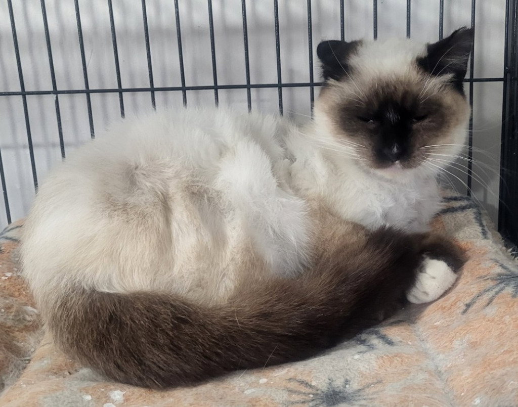 Danielle (Siamese Mix)
