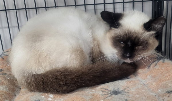 Danielle (Siamese Mix)