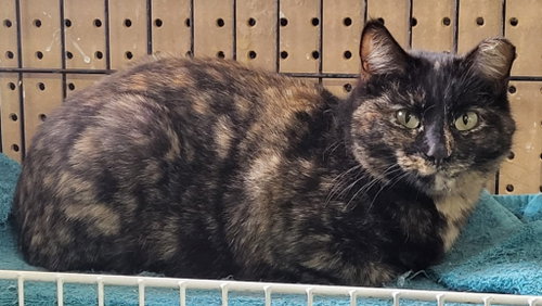 Antoinette, an adoptable Domestic Short Hair in St. Louis, MO