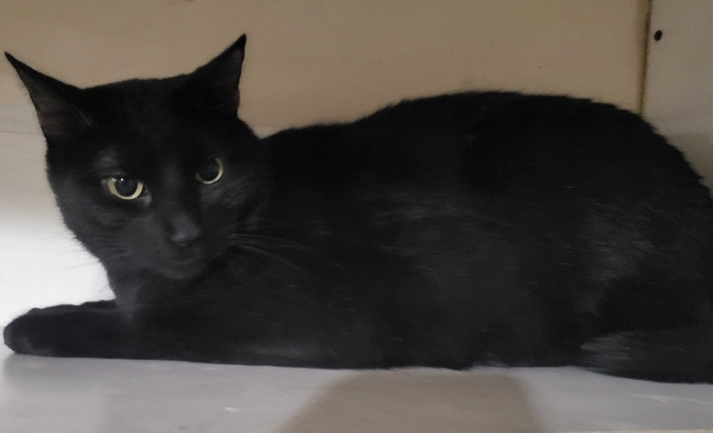 Inkspot (Bonded with Ms Kitty)