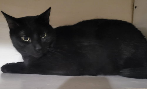 Inkspot (Bonded with Ms Kitty), an adoptable Domestic Short Hair in St. Louis, MO