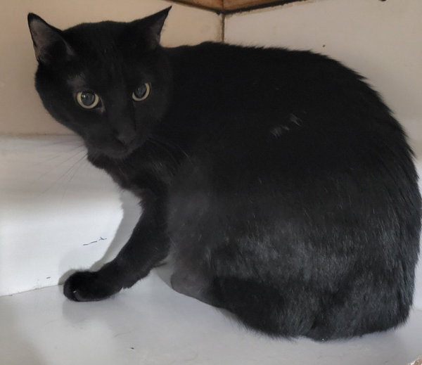 Inkspot (Bonded with Ms Kitty)