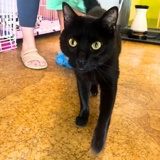 Inkspot Bonded With Ms Kitty - Domestic Short Hair