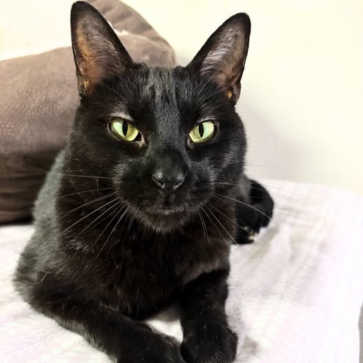 Inkspot (Bonded with Ms Kitty)