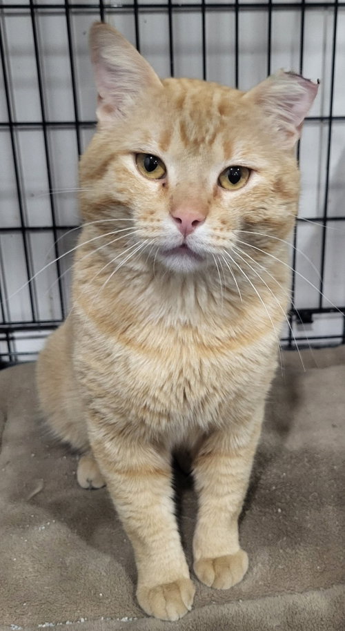 Marmalade, an adoptable Domestic Short Hair in St. Louis, MO