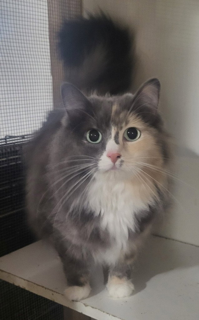 Ms Kitty (Bonded with Inkspot)