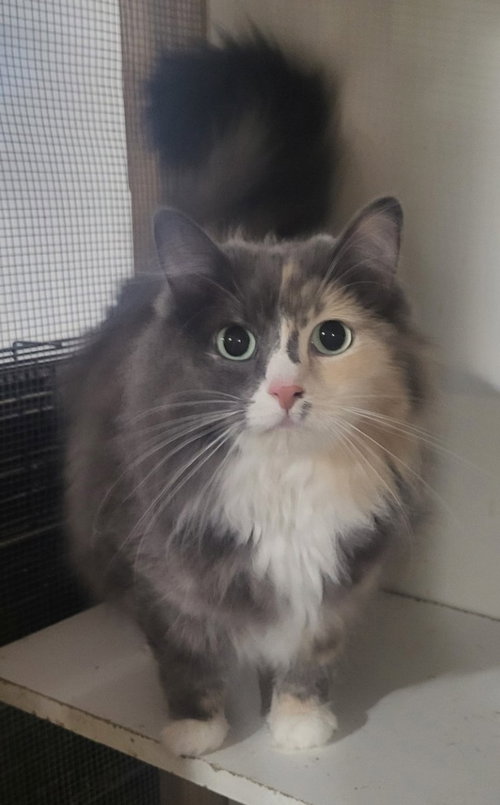 Ms Kitty (Bonded with Inkspot)egative for all, an adoptable Domestic Long Hair in St. Louis, MO