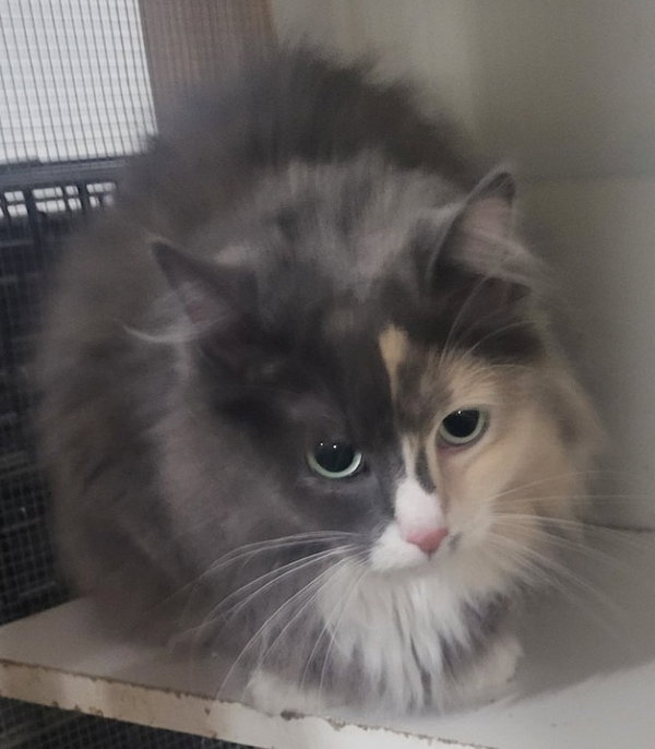 Ms Kitty (Bonded with Inkspot)