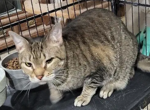 Jam Bonded With Maramalady - Domestic Short Hair