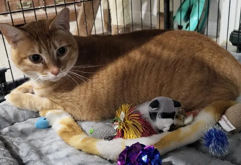 Marmalady Bonded With Jam - Domestic Short Hair
