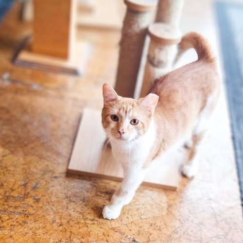 Teddy, Young Domestic Short Hair / Mixed, cat for adoption in Chesterfield, Missouri