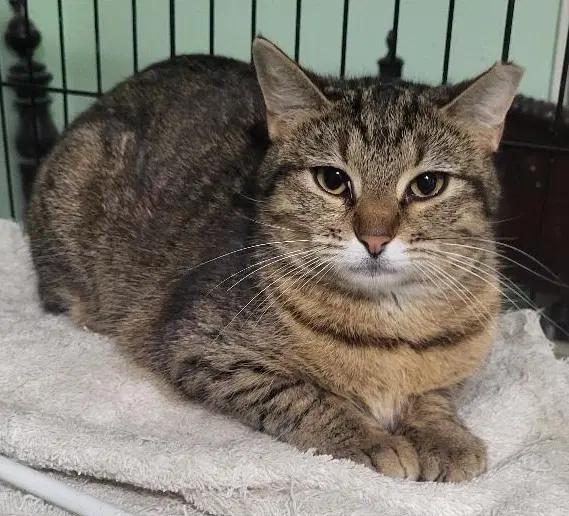Clarissa - Domestic Short Hair