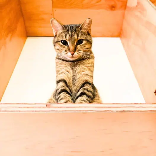 Clarissa - Domestic Short Hair