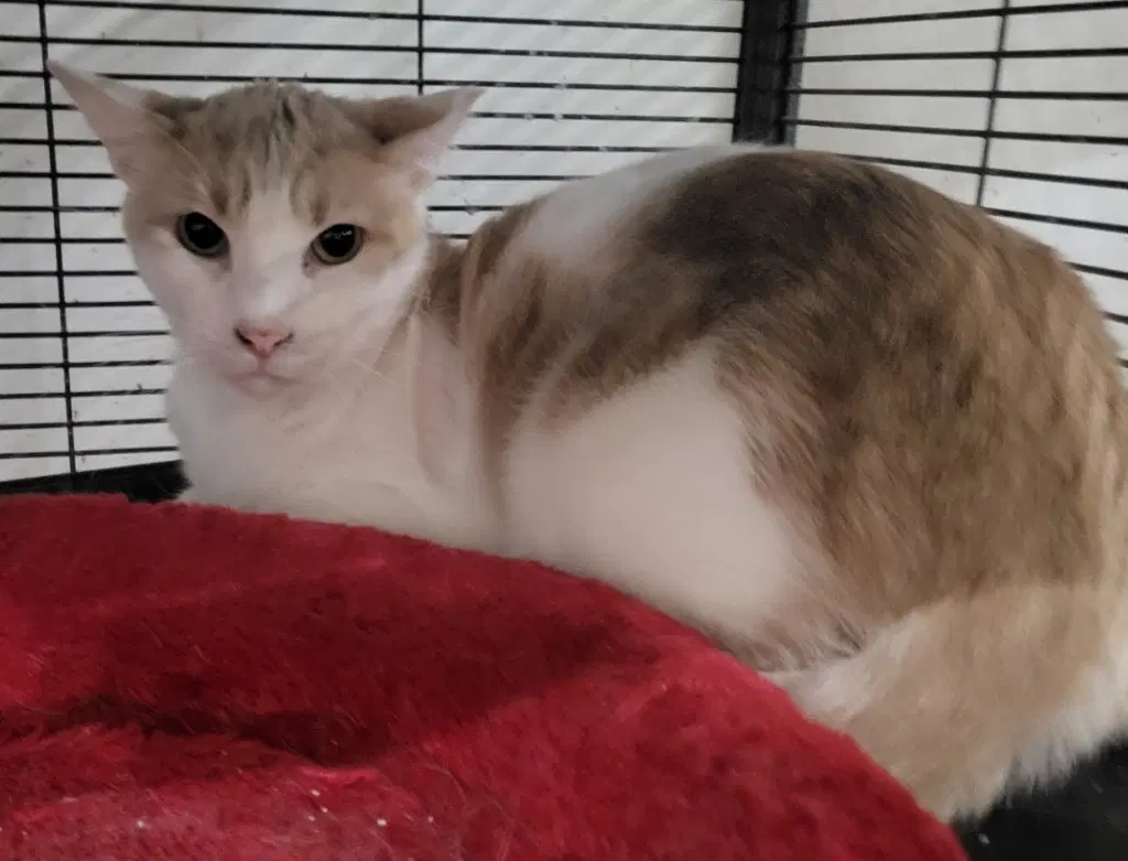 Mellow - Domestic Short Hair
