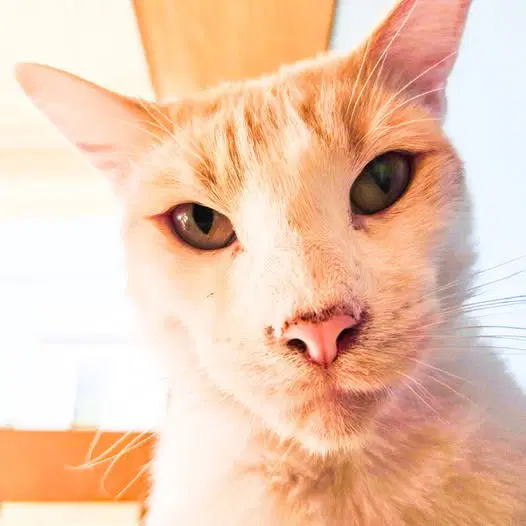 Mellow - Domestic Short Hair