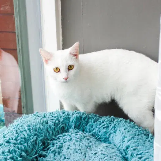 Marshmallow - Domestic Short Hair