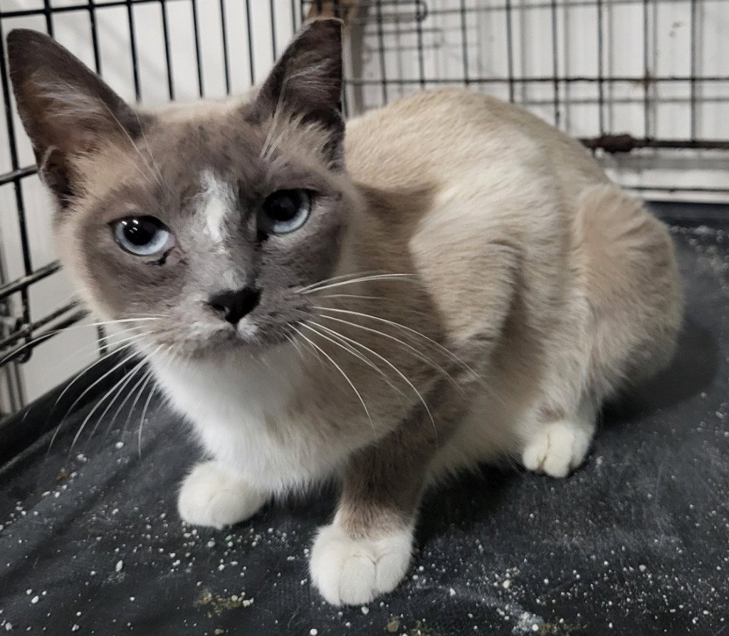 Bluebell (Snowshoe Blue Point Siamese Mix)