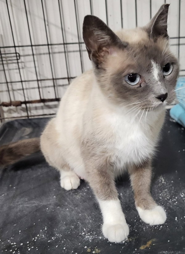Bluebell (Snowshoe Blue Point Siamese Mix)