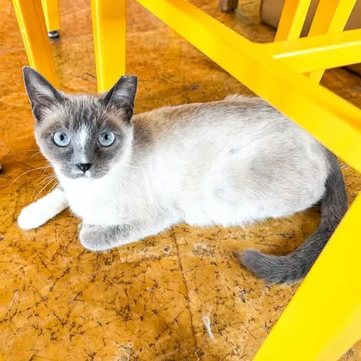 Bluebell Snowshoe Blue Point Siamese Mix - Siamese